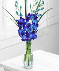 4 Blue Orchids in a Vase