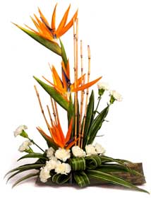 Bird of Paradise Arrangement with white carnations