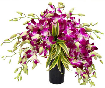10 Purple Orchids in a Vase