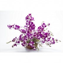 10 Purple Orchids in Basket