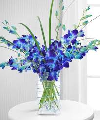 10 Blue Orchids in a Vase