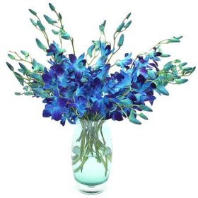 12 Blue Orchids