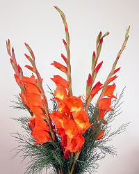 12 Gladioli Bouquet