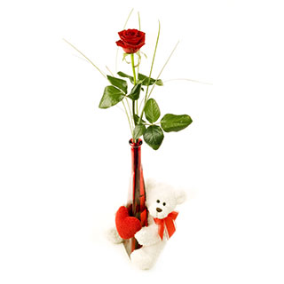 Single red roses in Vase and white teddy (6 inches)