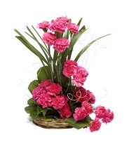 20 Pink Carnations Basket