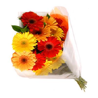 8 Coloured Gerberas in bouquet