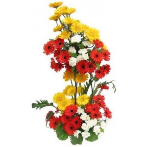 24 Coloured gerberas in double basket arrangement