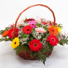 24 Gerberas Basket