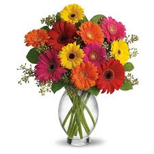 12 Mix Gerberas in vase