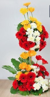 Double Basket of 24 Gerberas