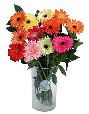 6 Pink Red white Gerberas in vase